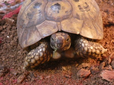 Greek tortoise - De Zonnegloed - Animal park - Animal refuge centre 